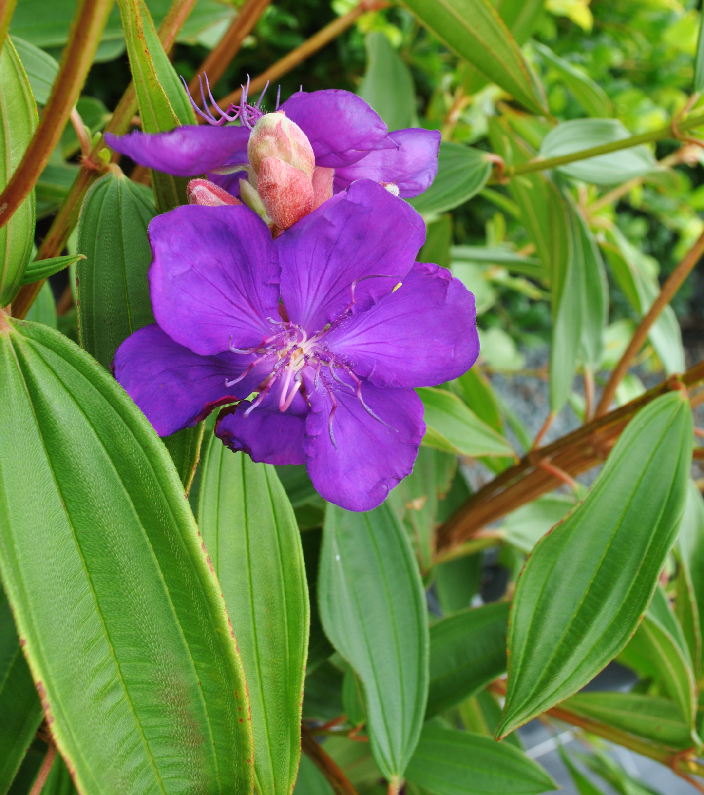 Purple, 6 petaled flower of Tibouchina lepidota alstonville with small bud