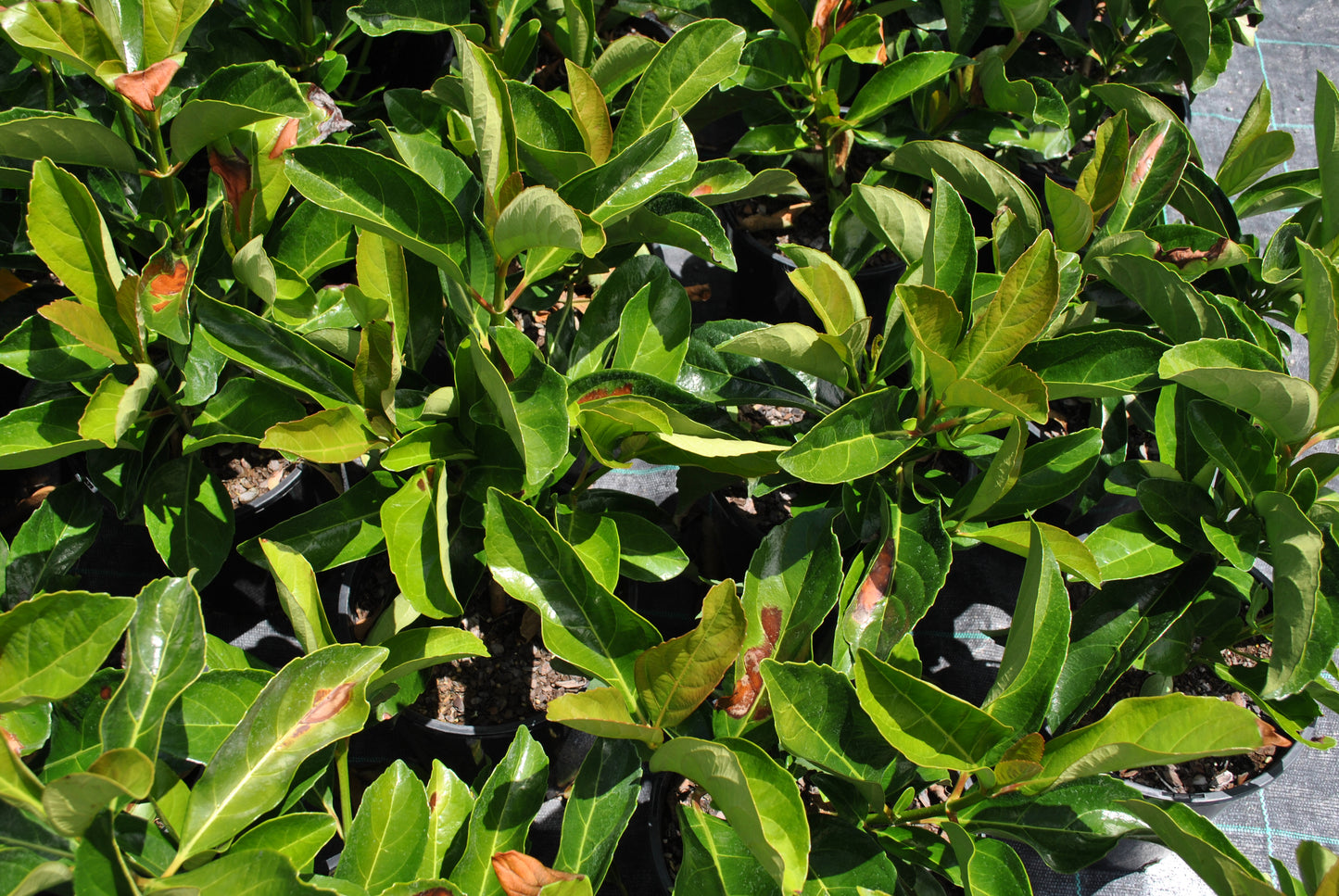 Close-up of several potted green plants with glossy, oblong leaves showcasing their beauty in a garden or greenhouse setting. These Emerald Lustre plants offer year-round interest to any space with their low-maintenance nature.