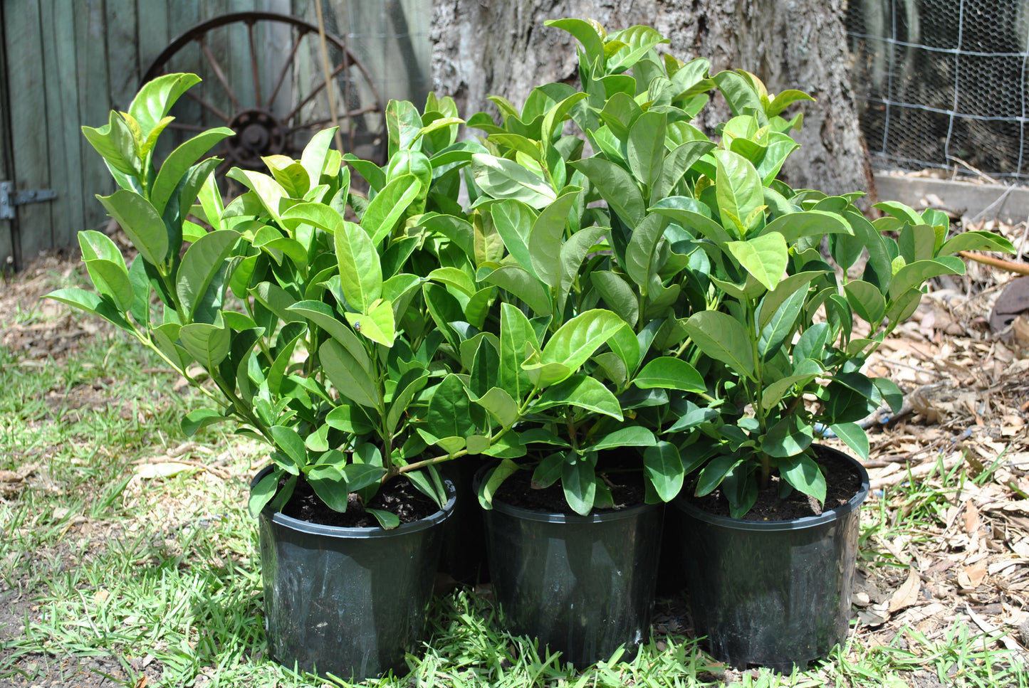 Lush green Viburnum odoratissimum plants growing in black nursery pots, with a rustic background.