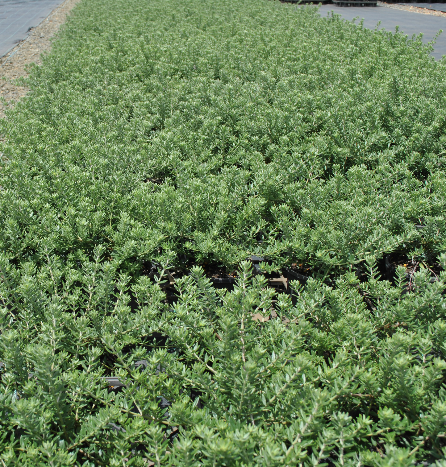 Many small pots of Westringia fruticosa 'Coastal Rosemary' close together to form a carpet of plants