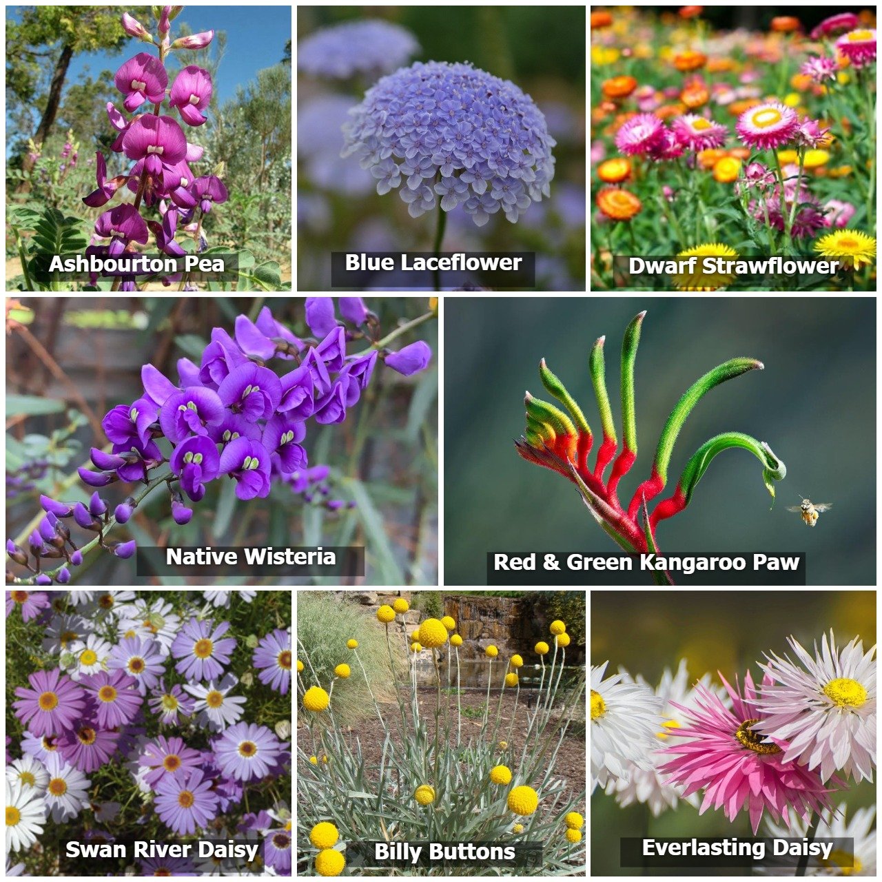 Variety of Australian wildflowers including Ashbourton Pea, Blue Laceflower, Dwarf Strawflower, Native Wisteria, Red & Green Kangaroo Paw, Swan River Daisy, Billy Buttons, and Everlasting Daisy - excellent choices for home gardening and enhancing garden sustainability.
