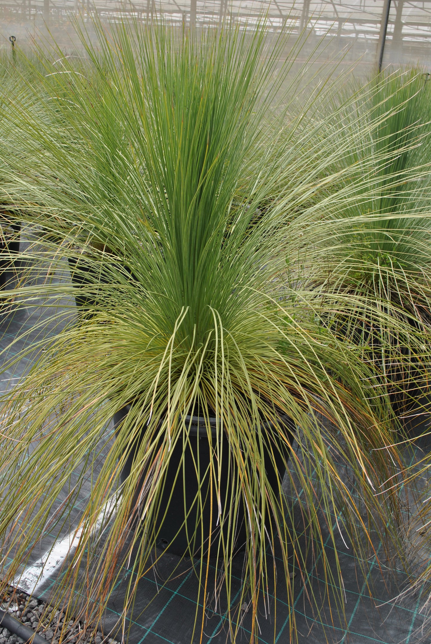 Grass Tree (Xanthorrhoea johnsonii)