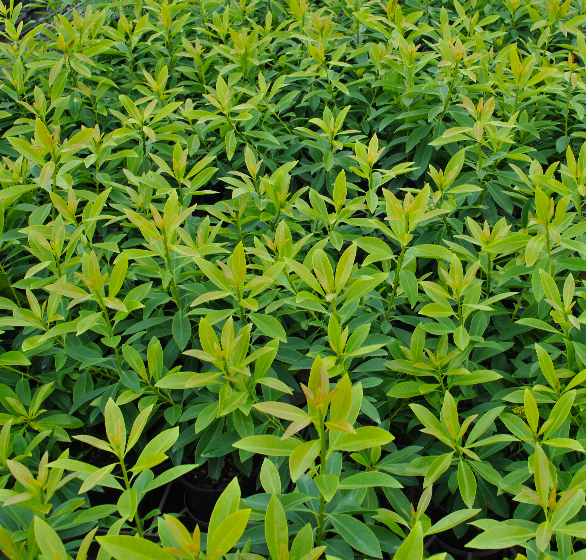 Dense cluster of Golden Penda plants showcasing a sea of bright green and yellow leaves, perfect for tropical landscaping in Queensland