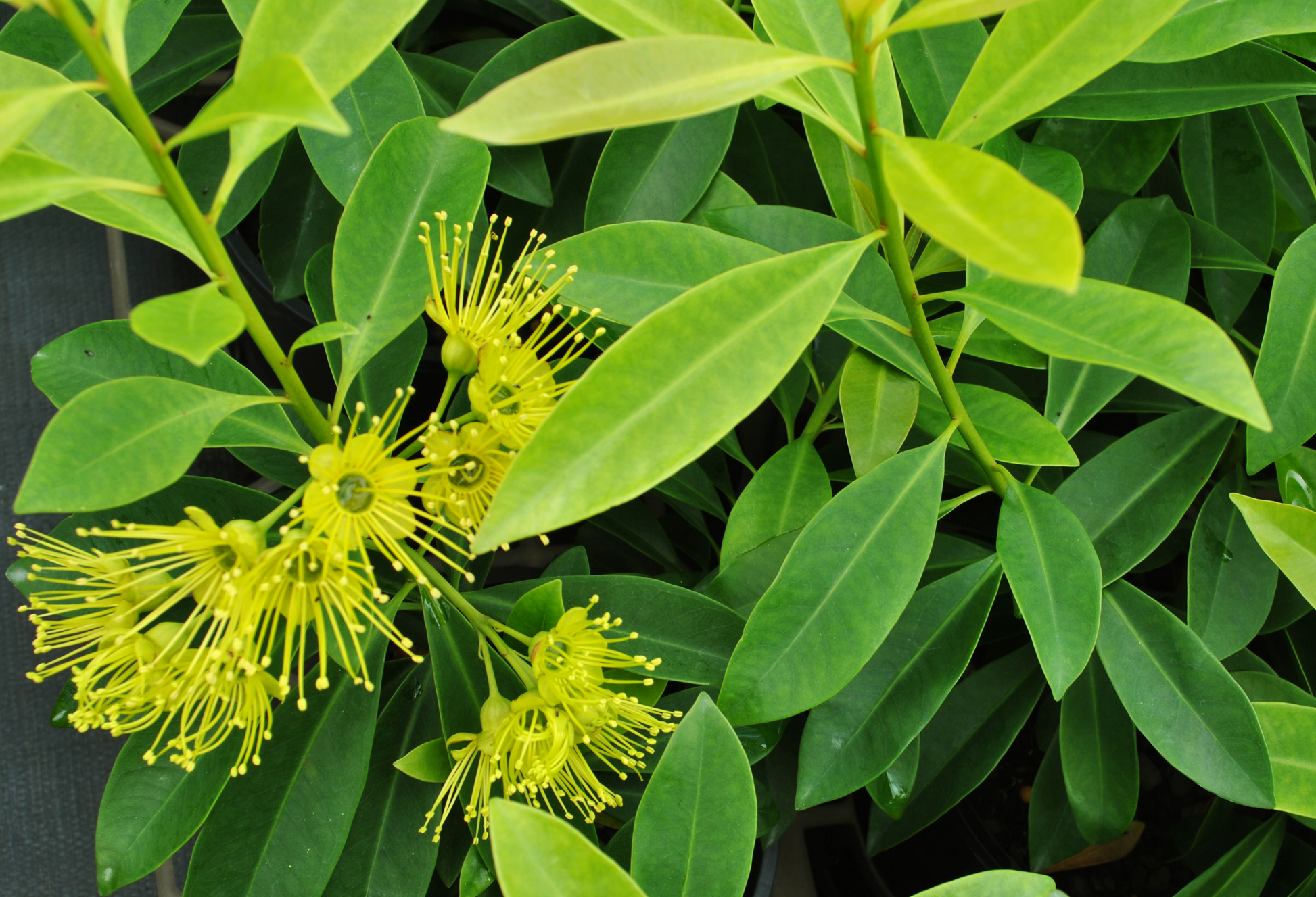 Vibrant yellow flowers of Xanthostemon chrysanthus, commonly known as Golden Penda, flourishing among lush green leaves, perfect for tropical gardens in Queensland.