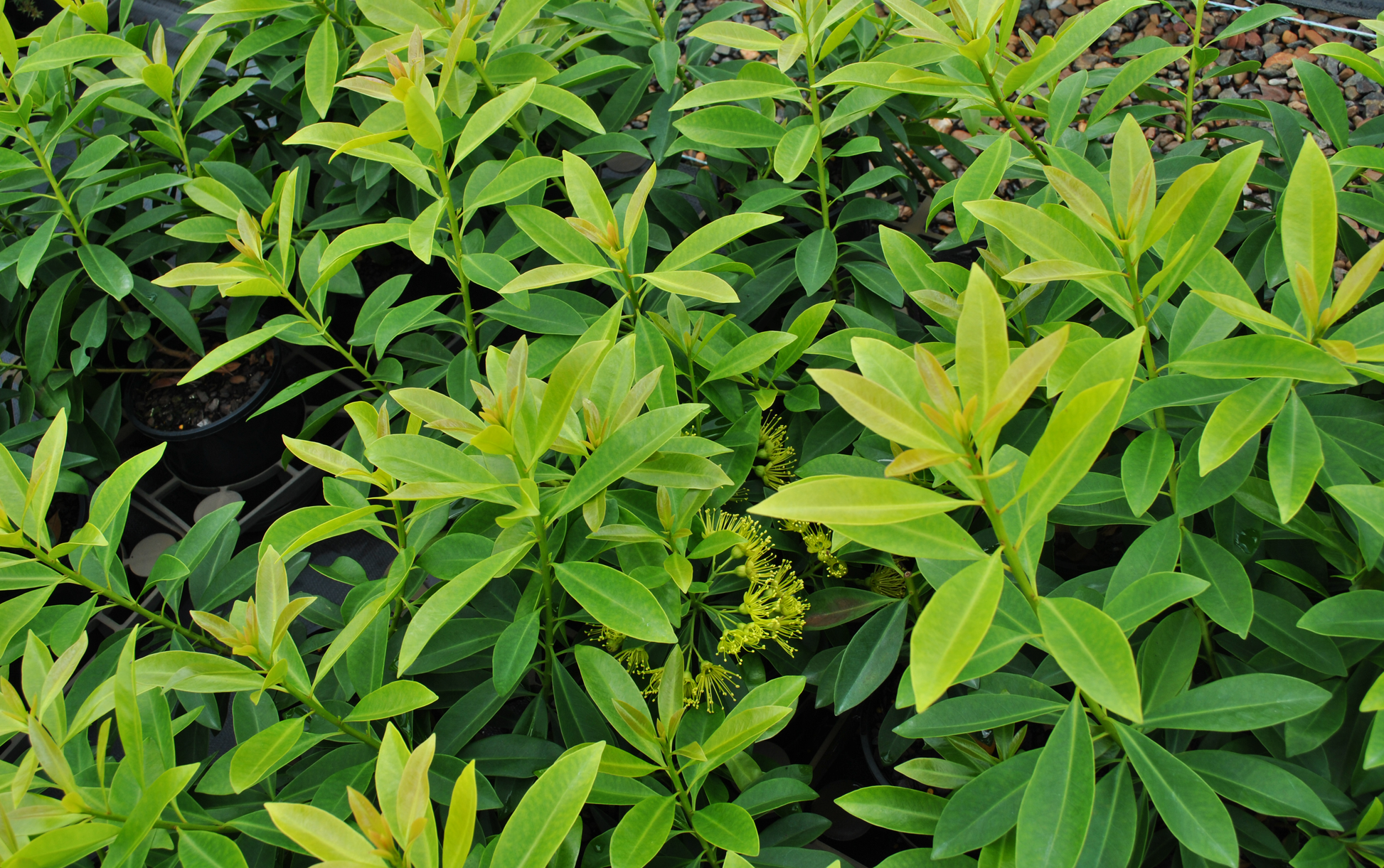 Lush greenery of young Golden Penda plants with vibrant new yellow foliage and distinctive yellow flowers, ideal for adding color to garden spaces in Queensland.