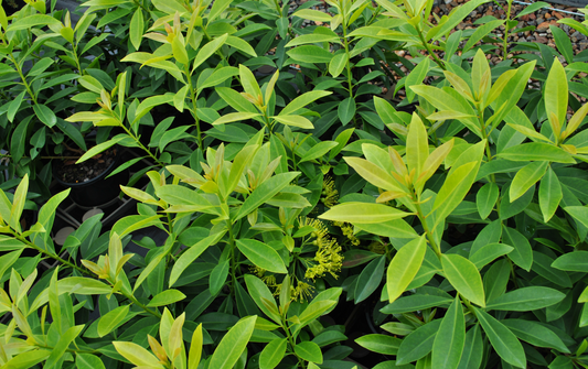 Lush greenery of young Golden Penda plants with vibrant new yellow foliage and distinctive yellow flowers, ideal for adding color to garden spaces in Queensland.