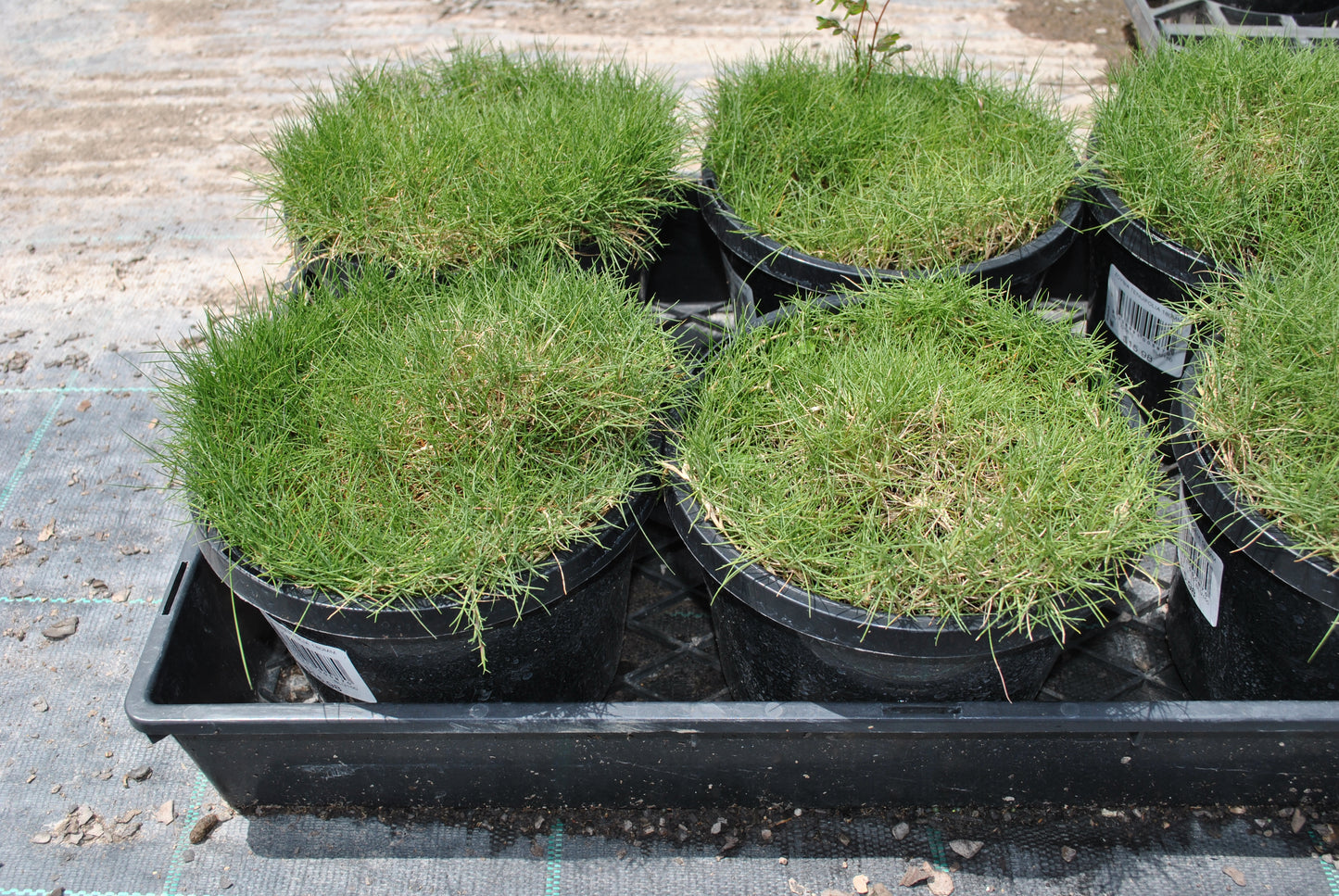 Multiple pots of Zoysia Tenuifolia displayed in a nursery, showcasing the lush, fine-textured green tufts, ideal for soft ground cover in South East Queensland gardens.