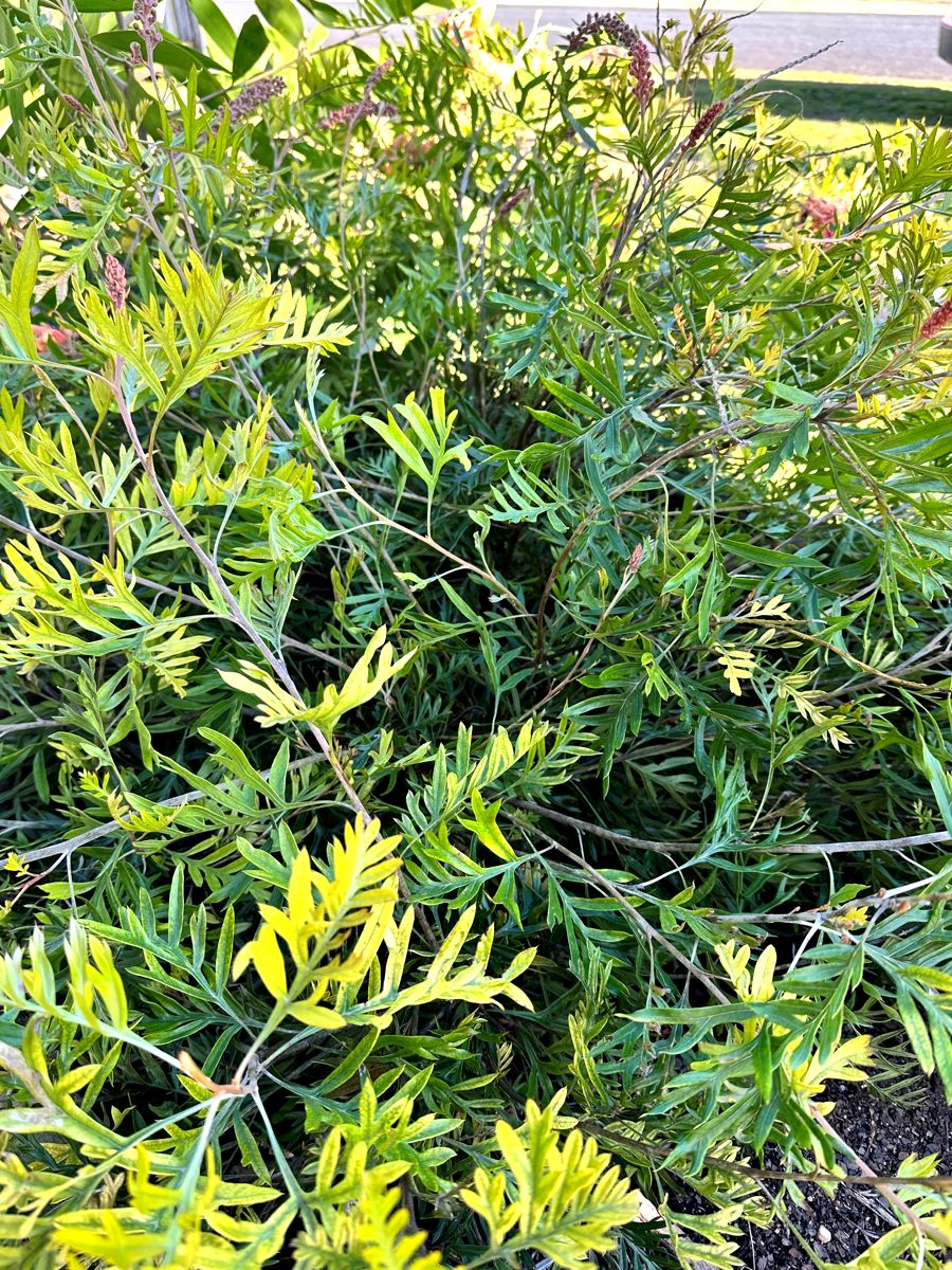 Australian native Grevillea ‘Superb’ shrub with bright green foliage and new growth.