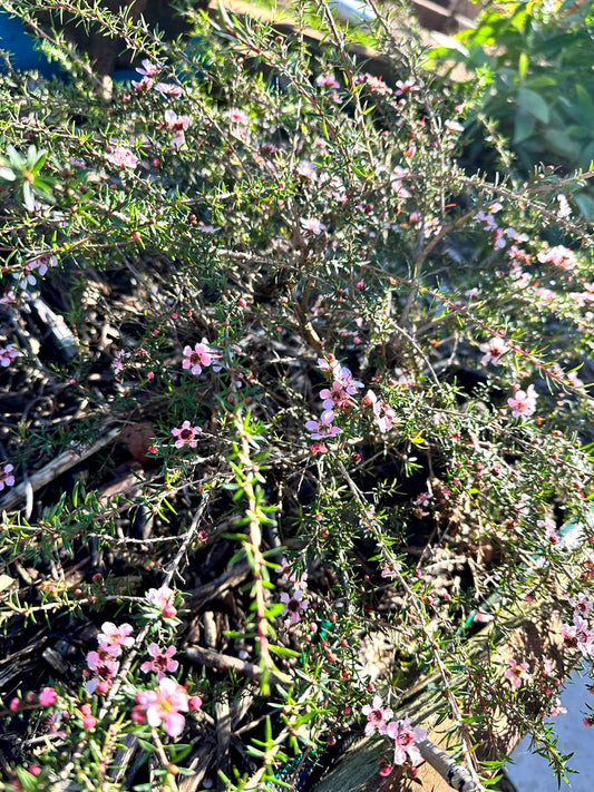 Leptospermum Pink Cascade bush with arching branches and pink flowers.