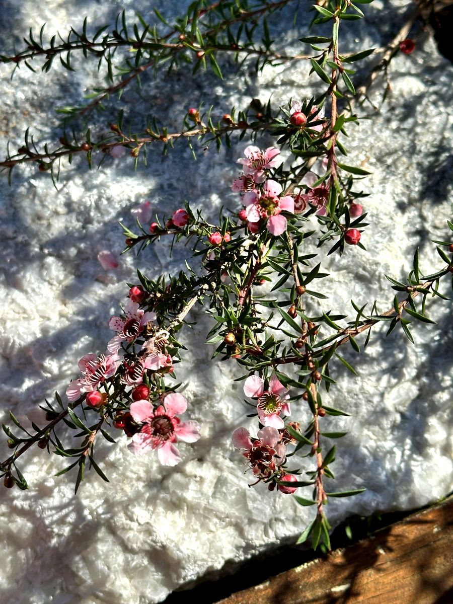 Close-up of Leptospermum Pink Cascade branch showing clusters of pink blooms.