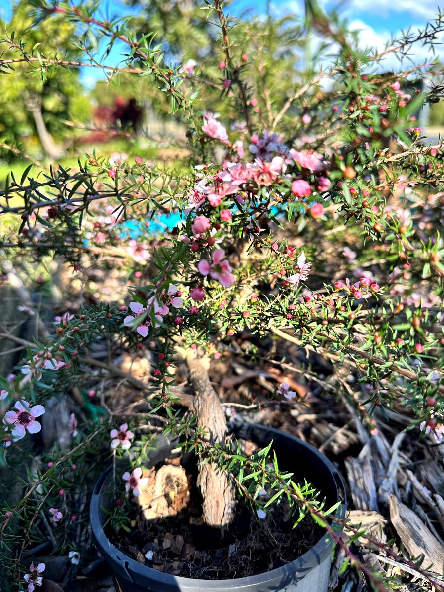 Leptospermum Pink Cascade plant in pot, displaying cascading habit and blossoms.