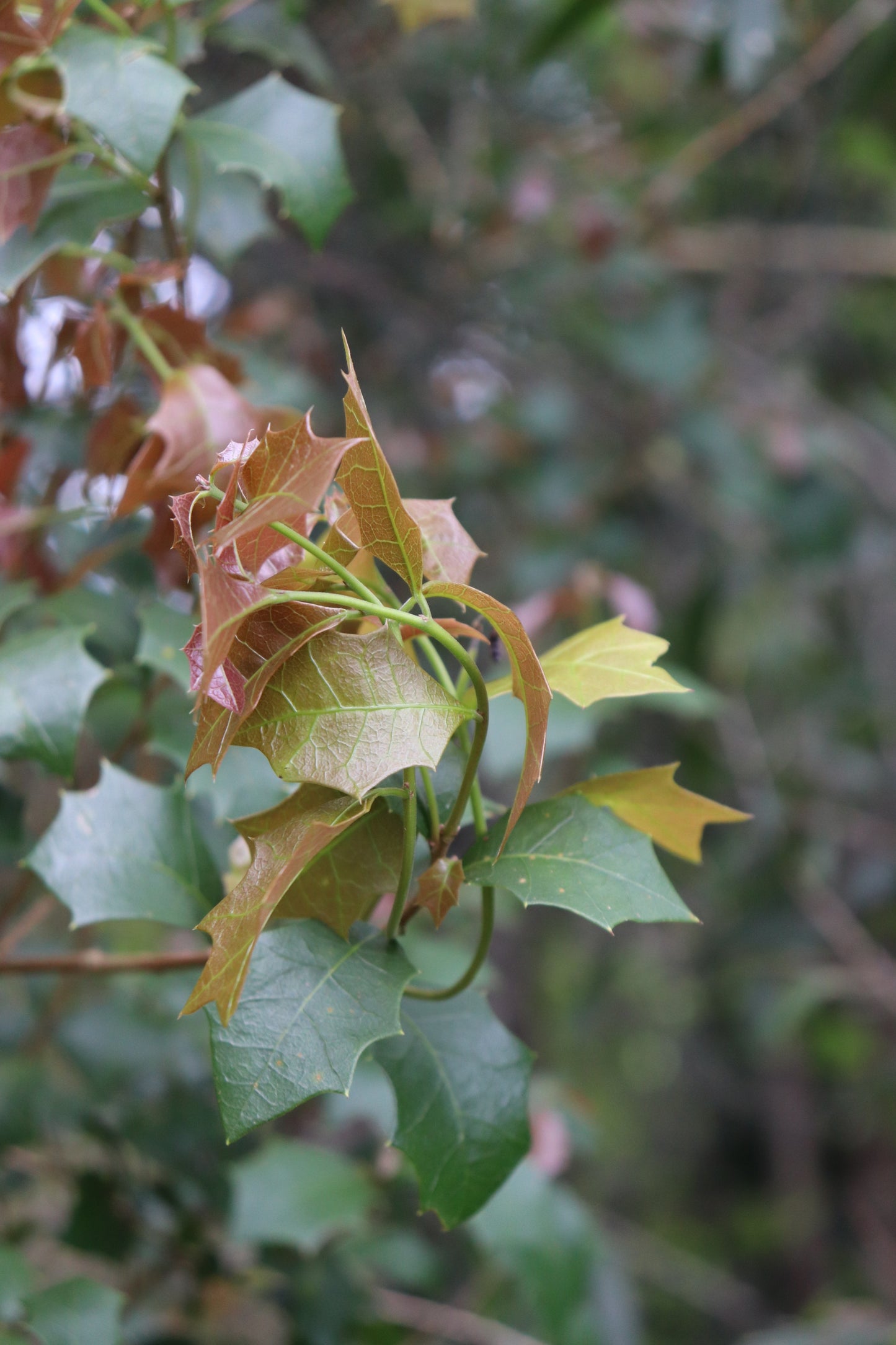 Red/Yellow/Green leaf of the holly like Alchornea ilicifolia 'Native Slow Growing Holly'