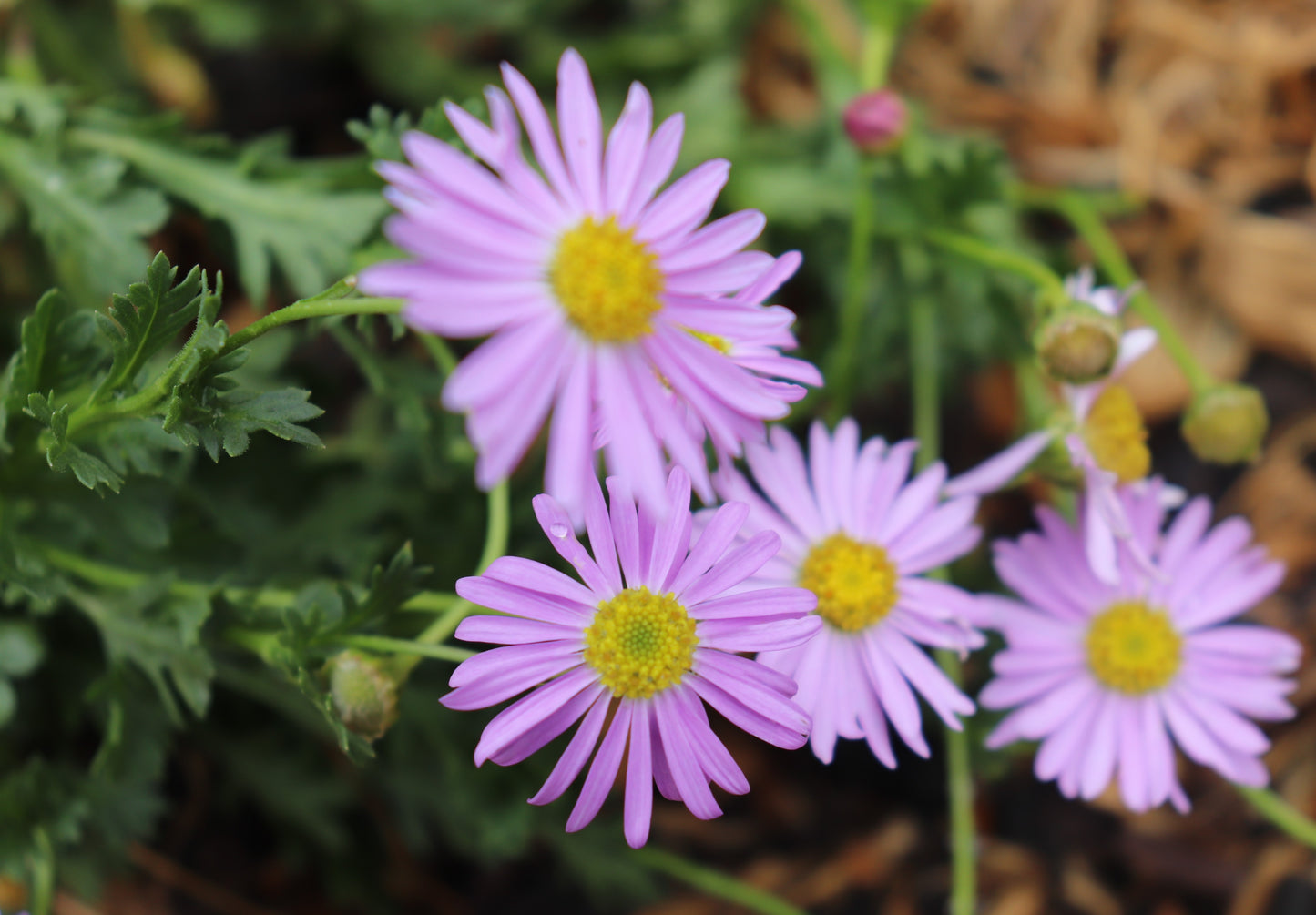 Group of pink Brachyscome, or Australian daisies, showing off their vivid colors