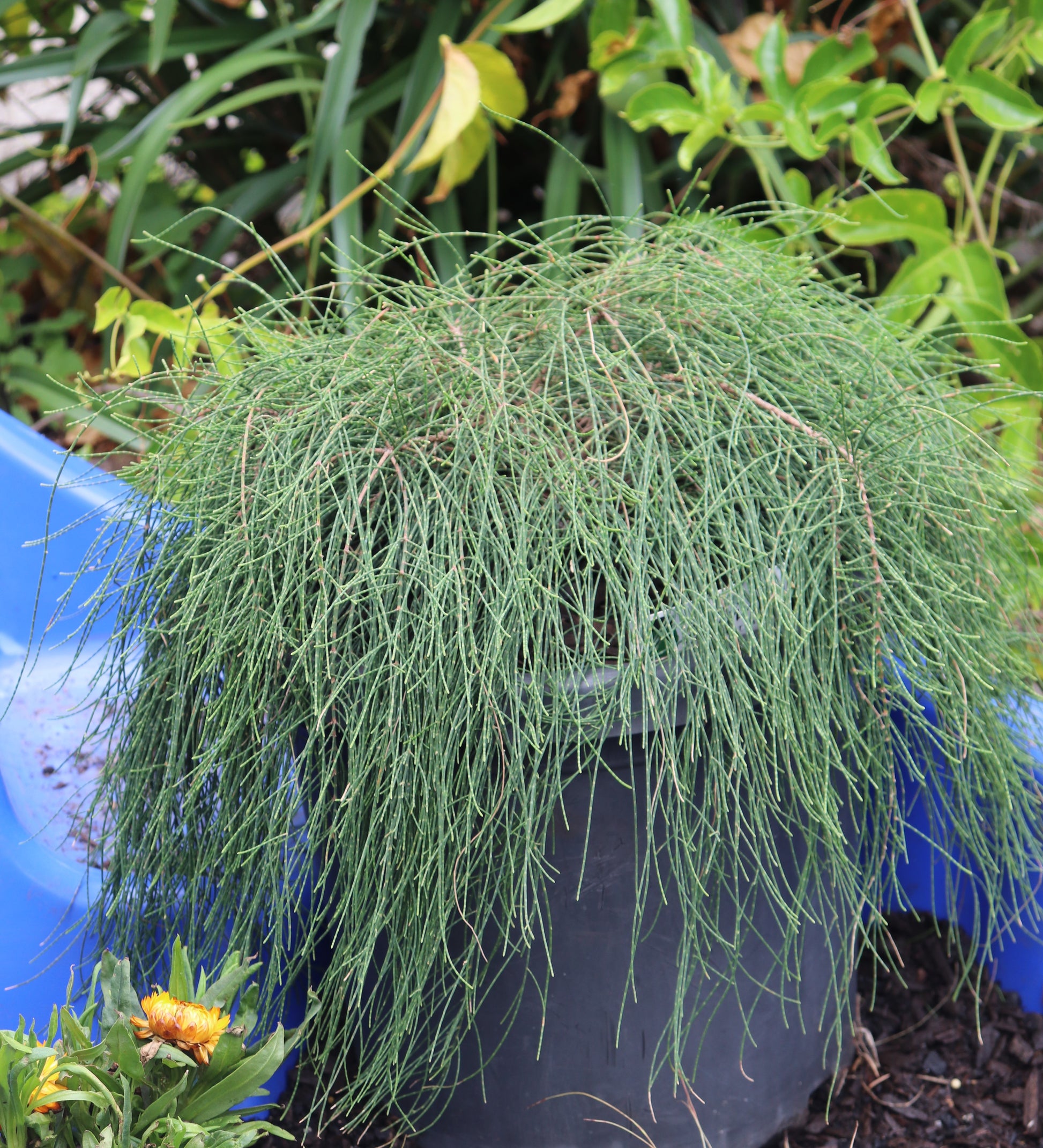 Lush and overflowing Casuarina glauca 'Cousin It' plant in a large pot, showcasing its unique, cascading green needle-like leaves against a background of assorted garden foliage.