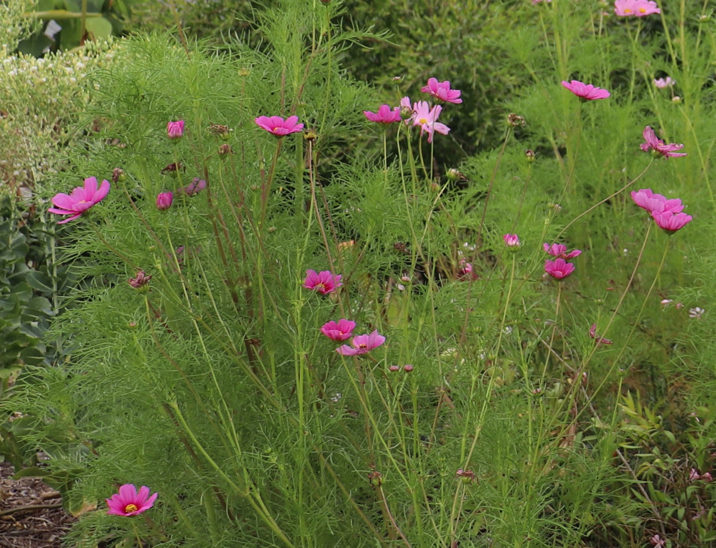 Purple flowers on the Cosmos bush