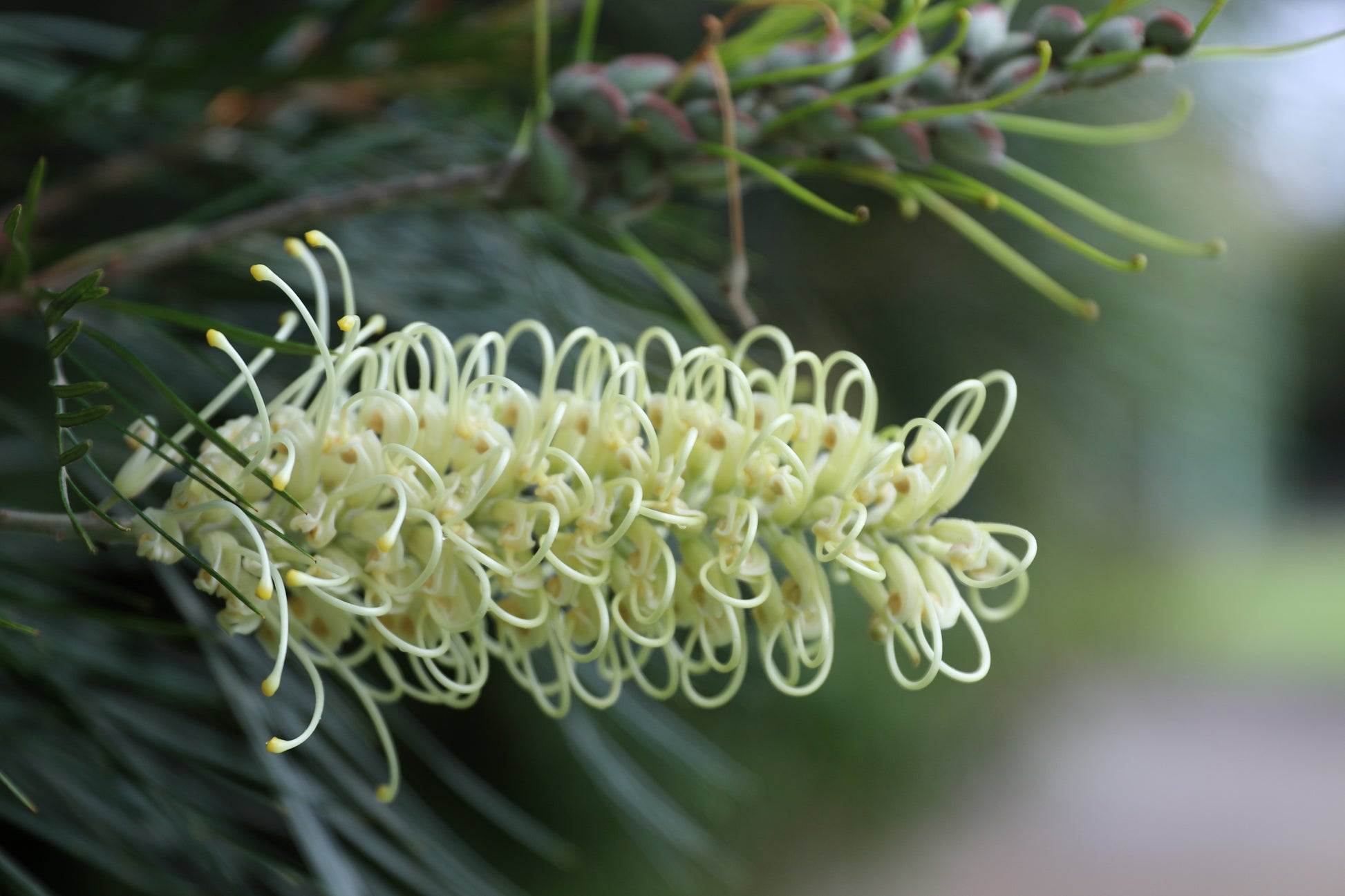 Close up of elegant Grevillea 'Moonlight' creamy white flowers with long styles on green foliage