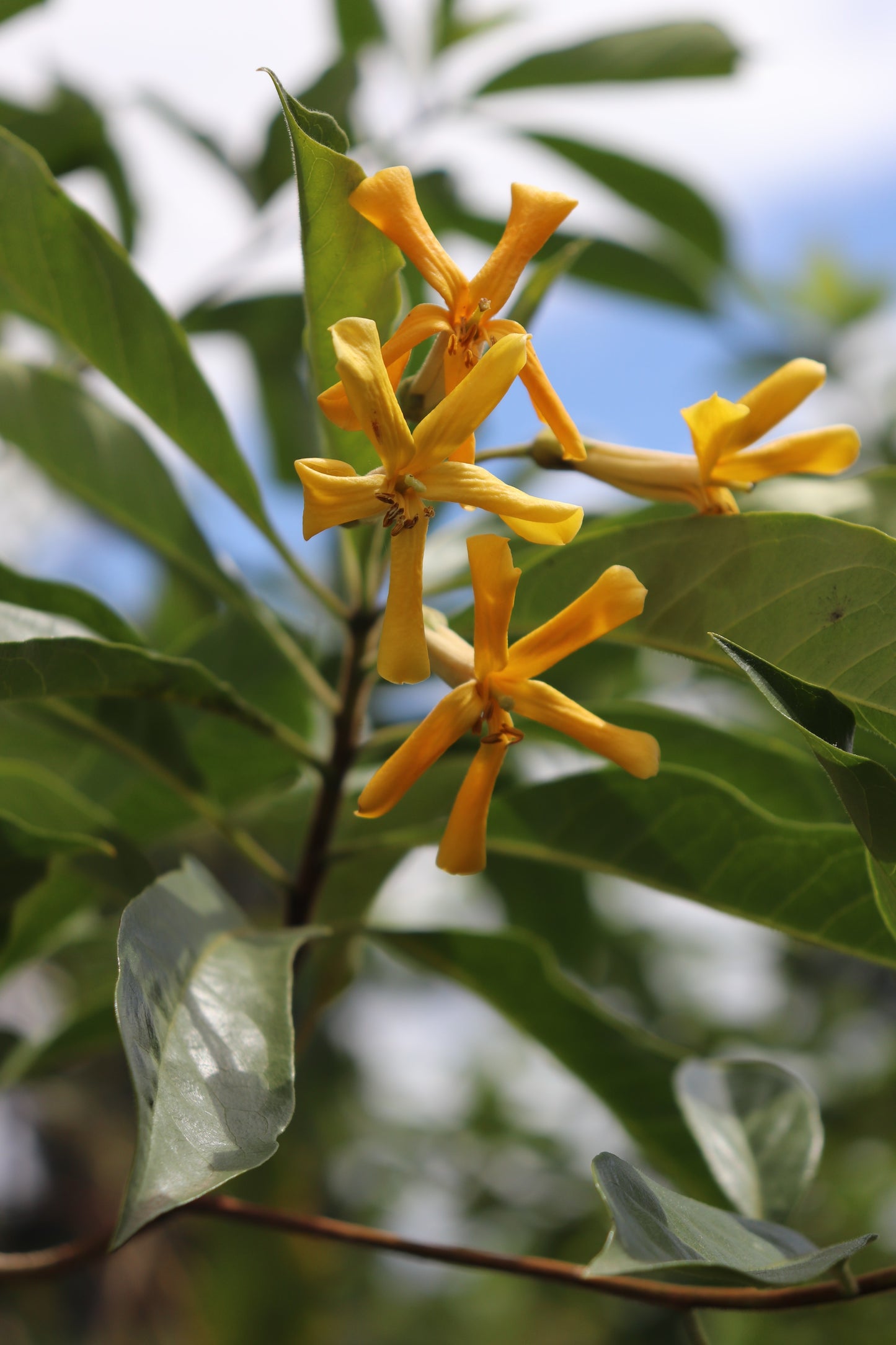 Vivid yellow flowers of Hymenosporum flavum displayed against a sky backdrop, showcasing their unique star shape and prominent stamens, with glossy green leaves enhancing the natural vibrancy.