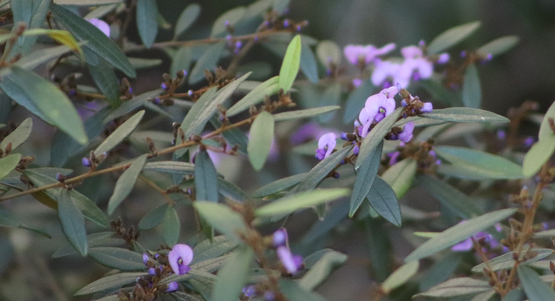 Wide shot of Hovea acutifolia bush in bloom, showcasing clusters of small purple flowers amid slender, elongated green leaves, in a natural setting.