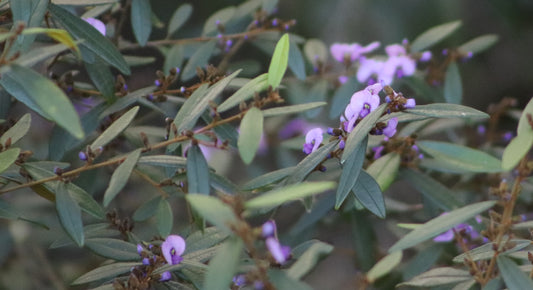 Wide shot of Hovea acutifolia bush in bloom, showcasing clusters of small purple flowers amid slender, elongated green leaves, in a natural setting.