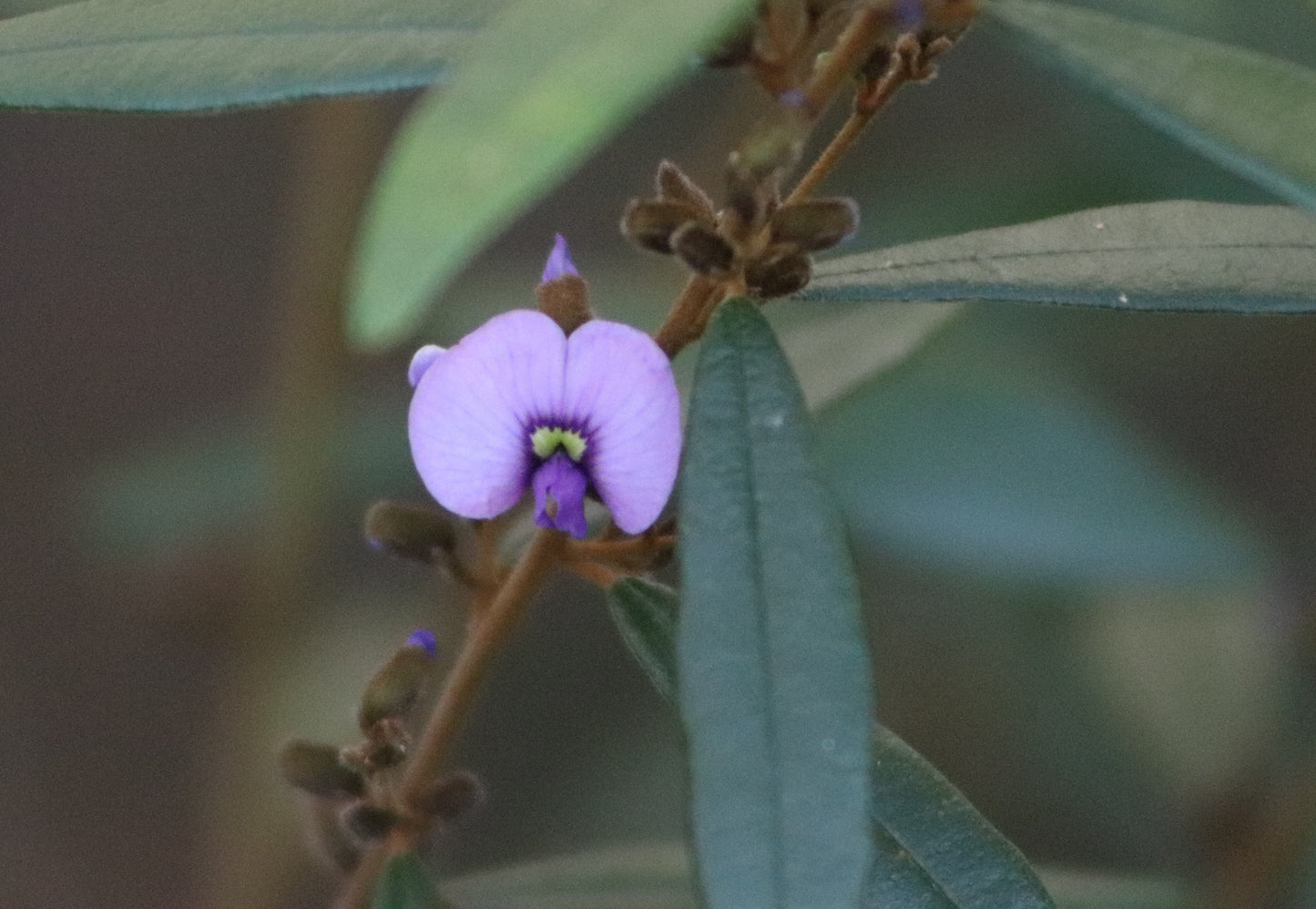 Close-up of a single Hovea acutifolia flower, displaying its vibrant purple petals and distinctive green center, set against a backdrop of dark green leaves.