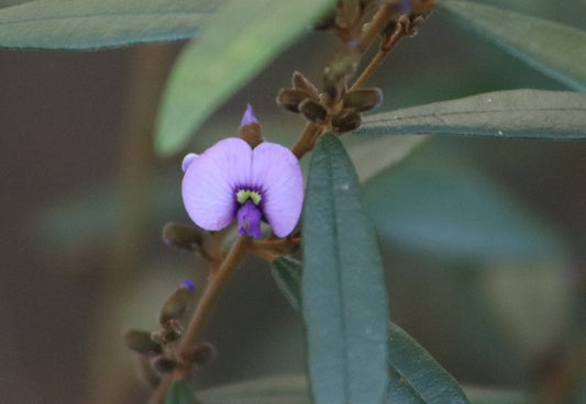 Close-up of a single Hovea acutifolia flower, displaying its vibrant purple petals and distinctive green center, set against a backdrop of dark green leaves.