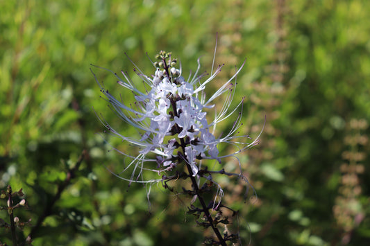 Close-up of Orthosiphon aristatus flower, showcasing its distinctive long white filaments and pale lavender petals against a vibrant green foliage background.