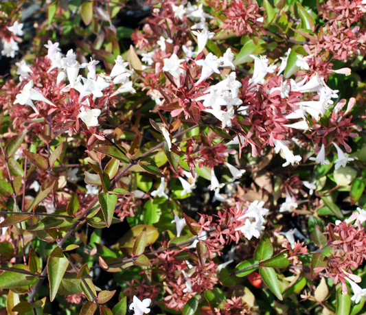 Vibrant scene of Abelia 'Grandiflora' Dwarf in nursery pots, their white flowers contrasting with bronze-colored young leaves.