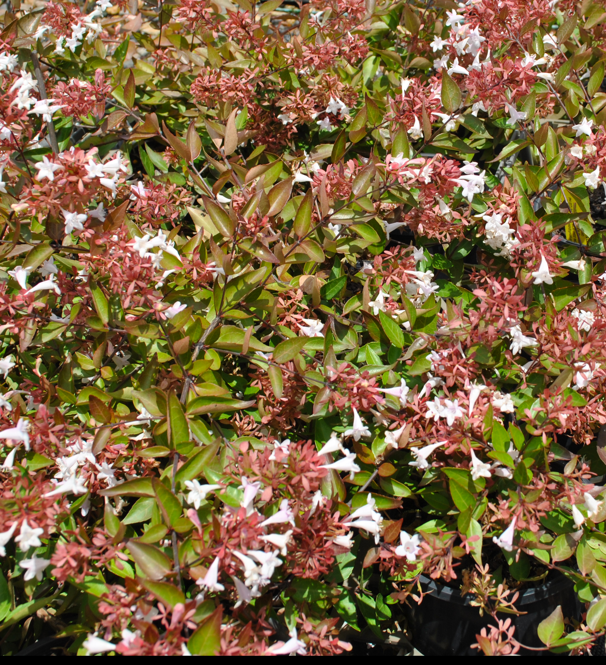 Close-up of Abelia 'Grandiflora' Dwarf with its delicate white flowers and reddish-green leaves in a garden nursery setting.