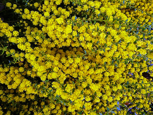 Yellow flower of the Acacia amblygona