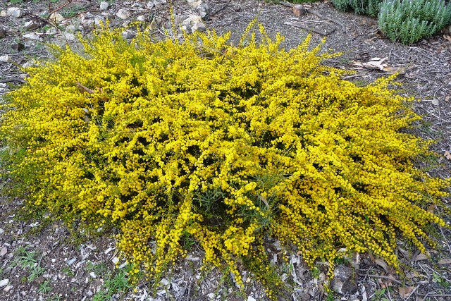 View of the Acacia amblygona bush with yellow flower