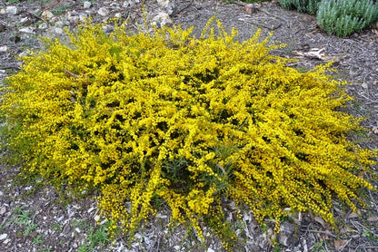 View of the Acacia amblygona bush with yellow flower