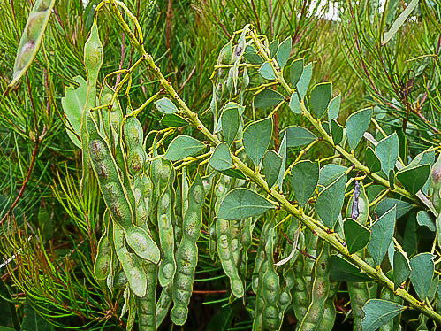 Seed pods of the Acacia cultriformis