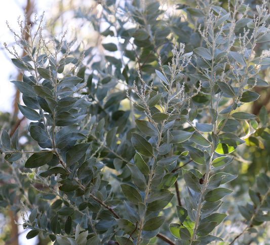 Green/Blue/Silver leaf of the Acacia podalyriifolia "Queensland Silver Wattle'