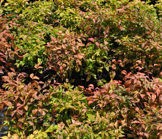 Wide shot of a vibrant batch of Acmena smithii 'Allyn Magic', full of green and blush-red leaves, thriving in a commercial nursery setting ready for planting.