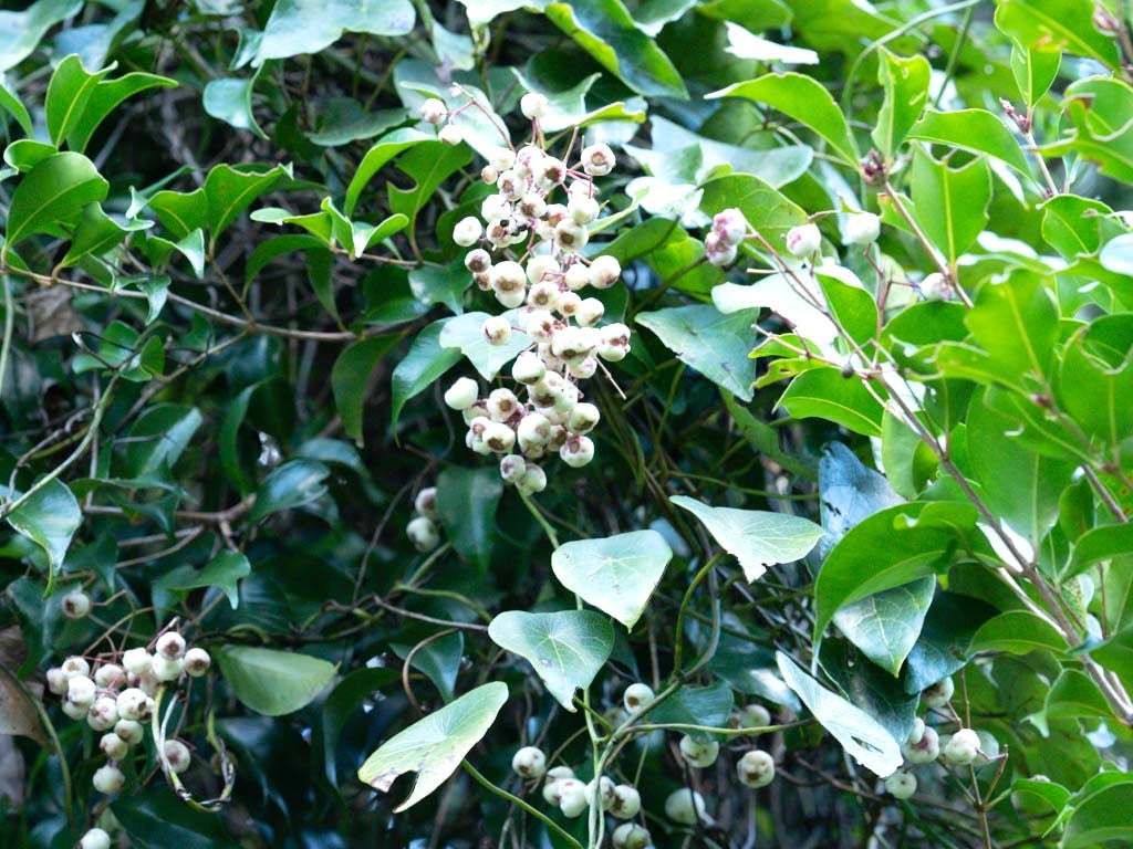 White fruit pods on the Acmena smithii