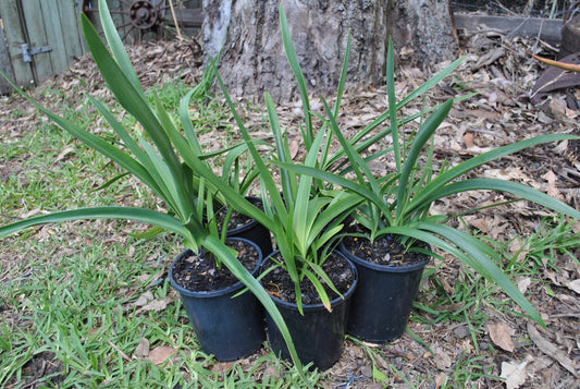 Long strappy green leaves of the Agapanthus Purple Cloud Lily of the Nile