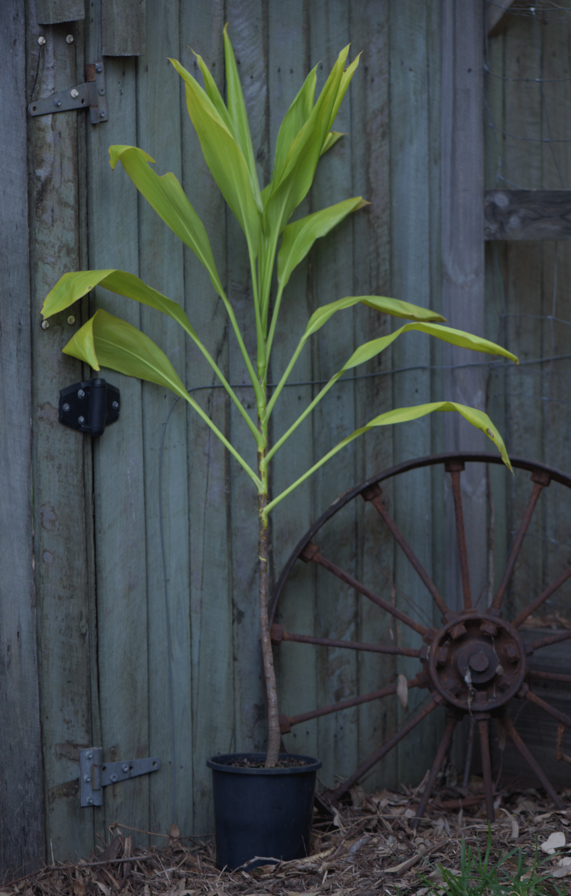 Tall stalk and lovely green leaves of the Alpinia caerulea 'Native ginger' in a large black pot