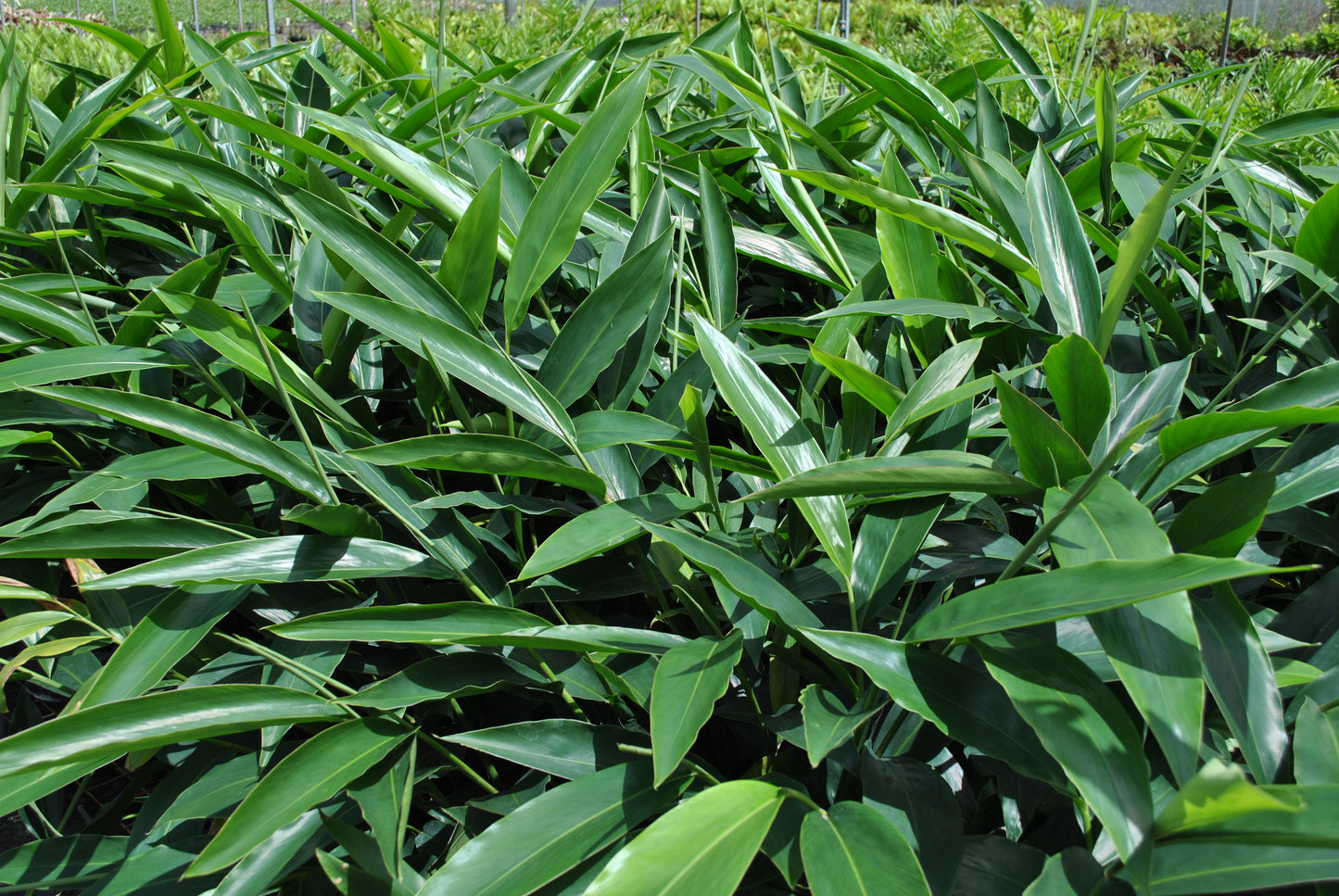 Lucious green leaves of the of Alpinia caerulea 'Native ginger'