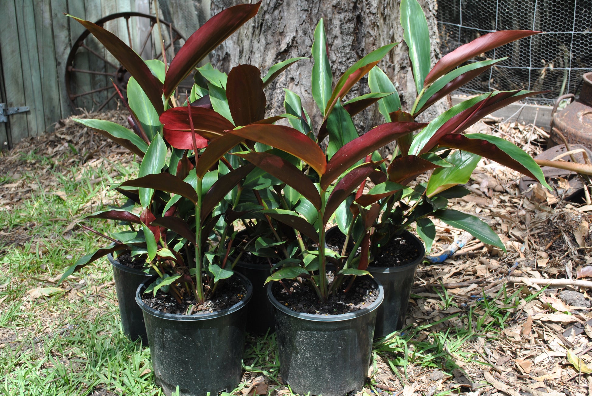 Five "Native ginger (Redback)" potted plants with broad, dark green leaves and reddish undersides are placed on the ground in an outdoor garden setting, contributing to the rich biodiversity of native ginger and other bush tucker species.