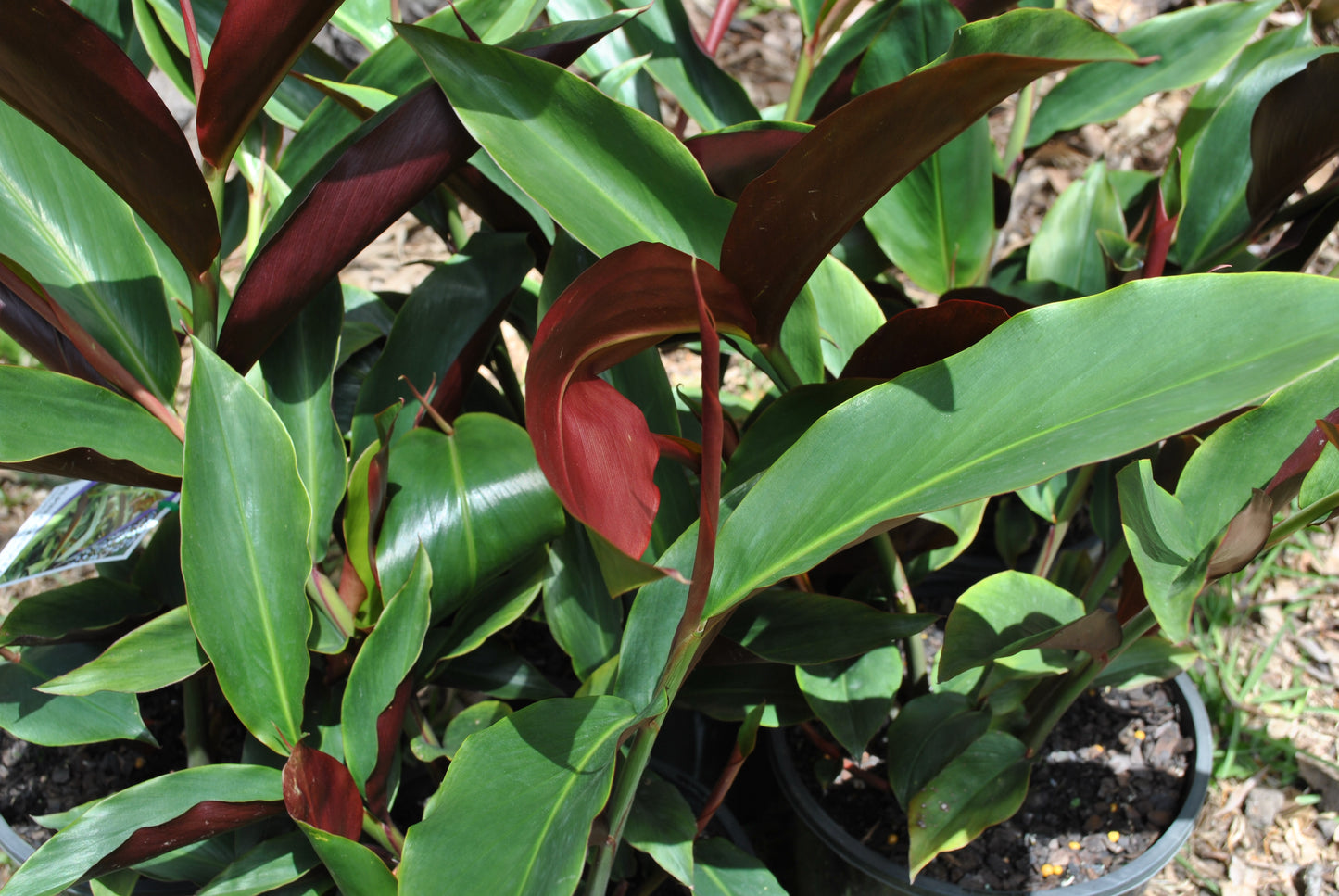 Beautiful red coloured leaves on the Native ginger (Redback)