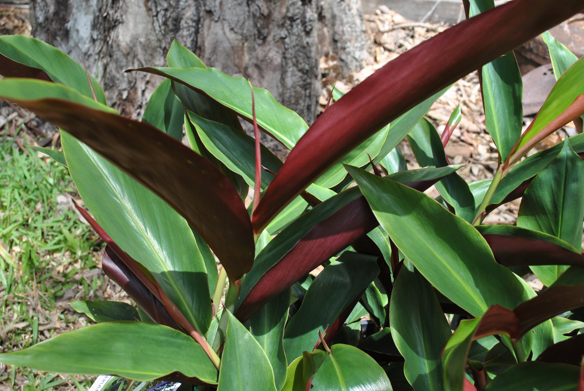 Native ginger Redback (Alpinia caerulea) – Livable Garden Centre