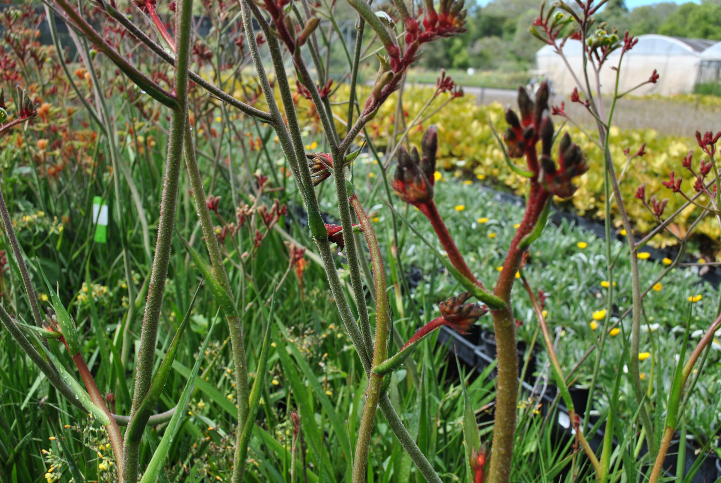 Many red flowers and green leaves of the kangaroo paw