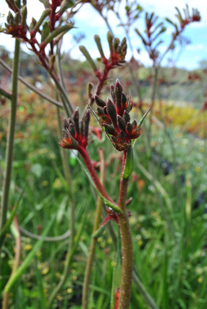 Bright red coloured flower on the kangaroo paw