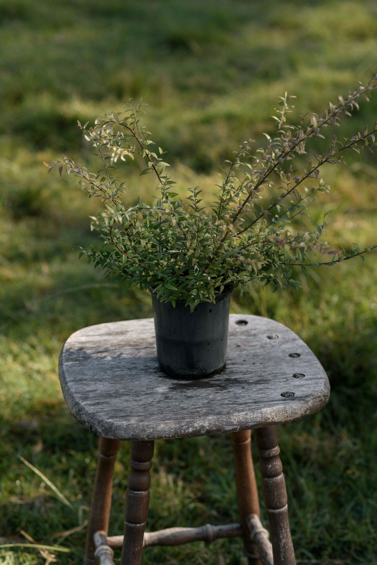 A potted Midyim berry shrub or small tree in a dark nursery pot, placed on a rustic wooden stool outdoors on a grassy lawn.