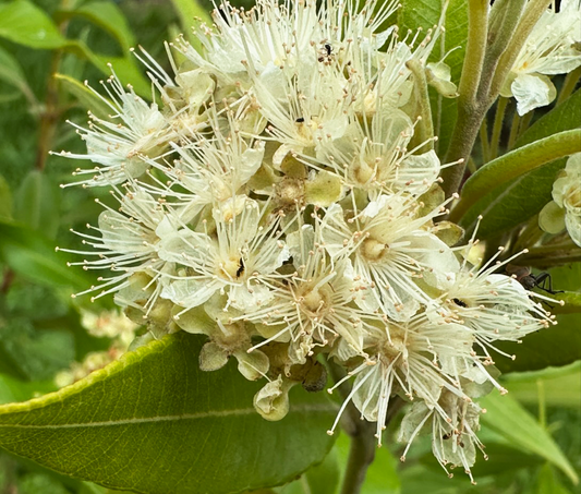 A close-up of Lemon Myrtle (Backhousia citriodora) showcasing its elegant white flowers with slender stamens set against lush, lemon-scented foliage. The delicate petals create a welcoming space for dark pollinators, all beautifully contrasted by a softly blurred green background. Ideal for wildlife gardens, this plant not only enhances visual appeal but also provides a fragrant haven for pollinators.