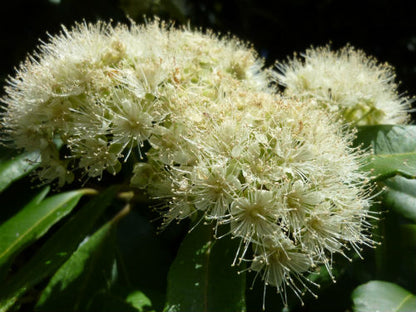 Close up of the white flowers of the Backhousia citriodora