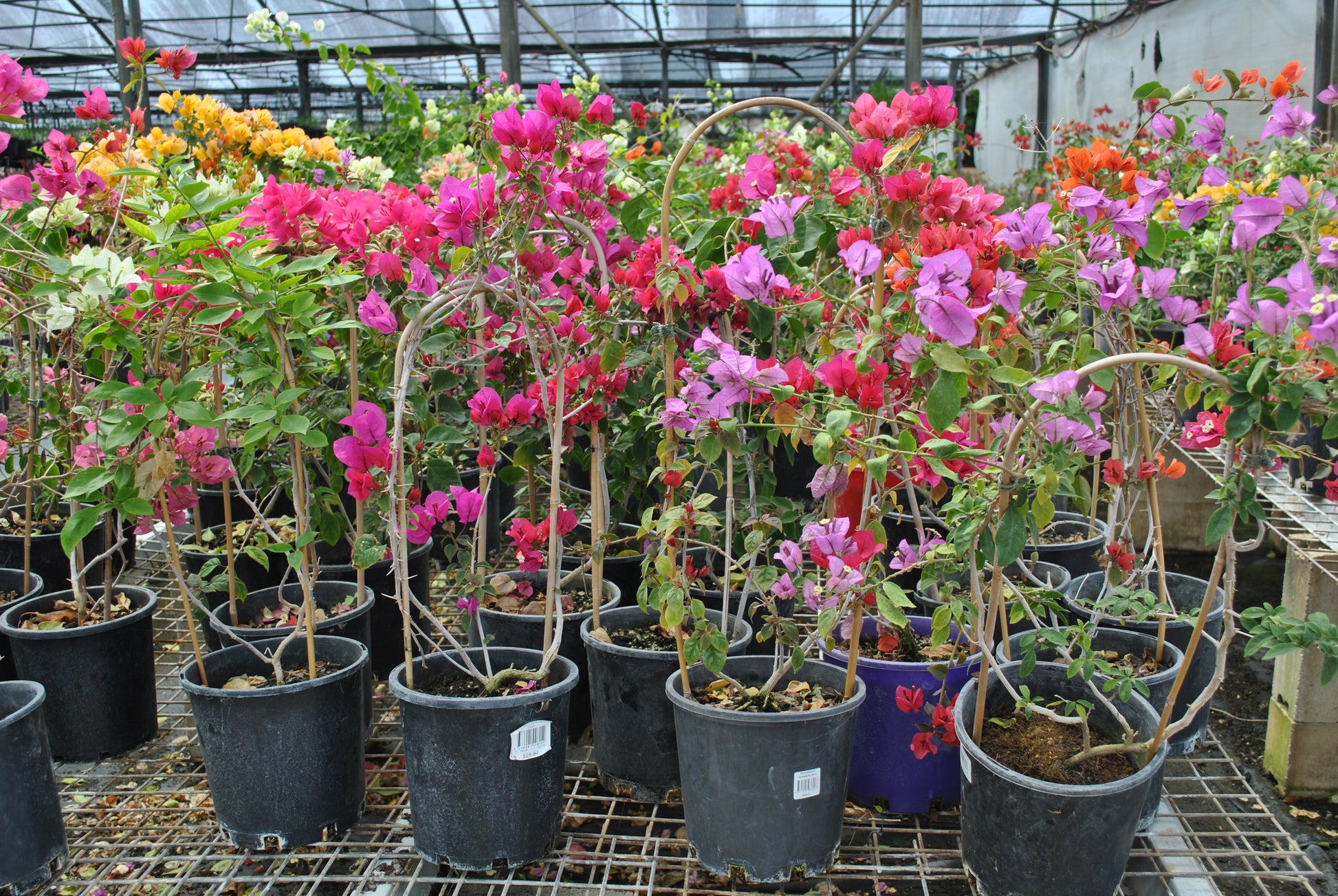 Pink, purple, yellow, white, orange flowers on the Bouganvillea plant. Vines have been trained