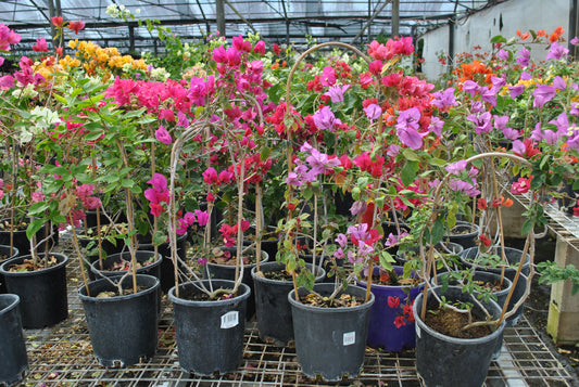 Wide angle shot of a greenhouse filled with various Bougainvillea plants in full bloom, featuring cascades of pink, purple, and red flowers, ideal for decorative outdoor plantings and garden accents.