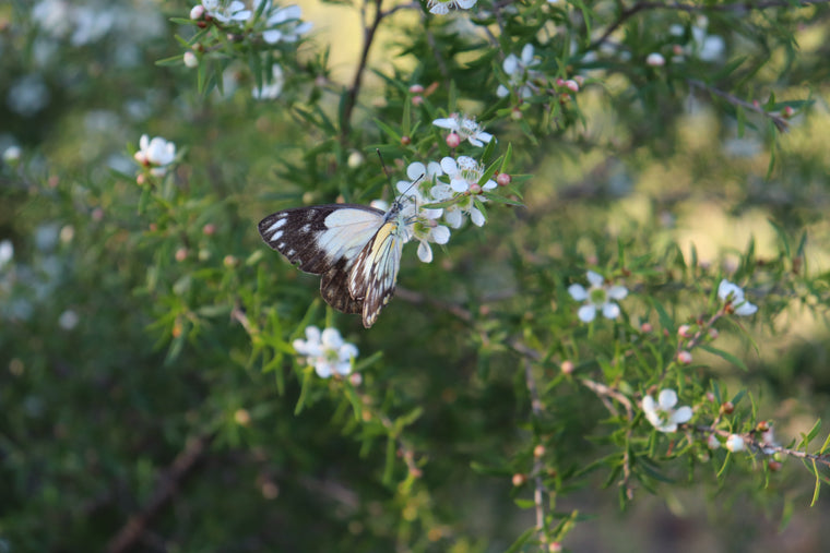 White butterfly on a bush with white flowers
