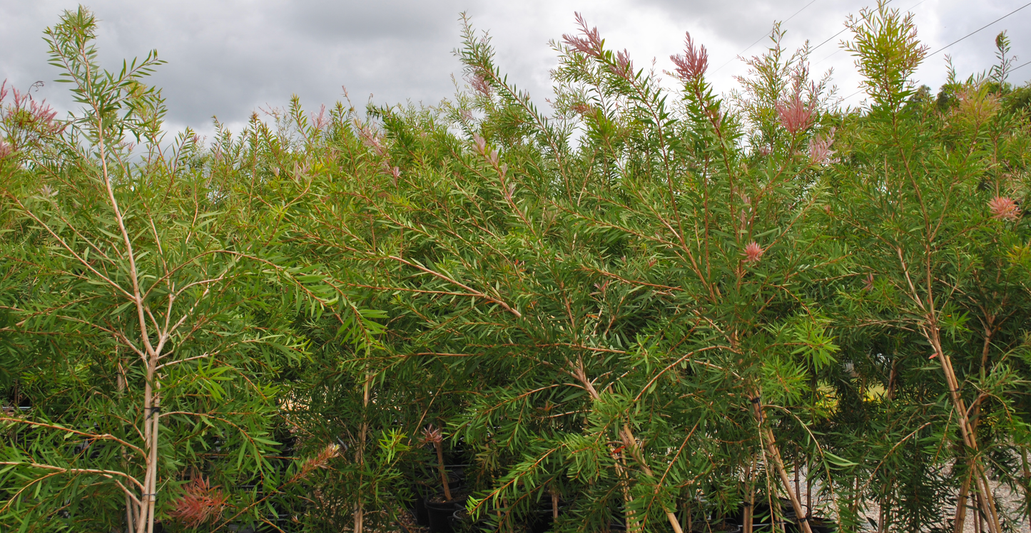 Expansive view of Callistemon Eureka, featuring long slender leaves and soft pink brush-like flowers, thriving in a nursery setting ideal for Australian gardens.